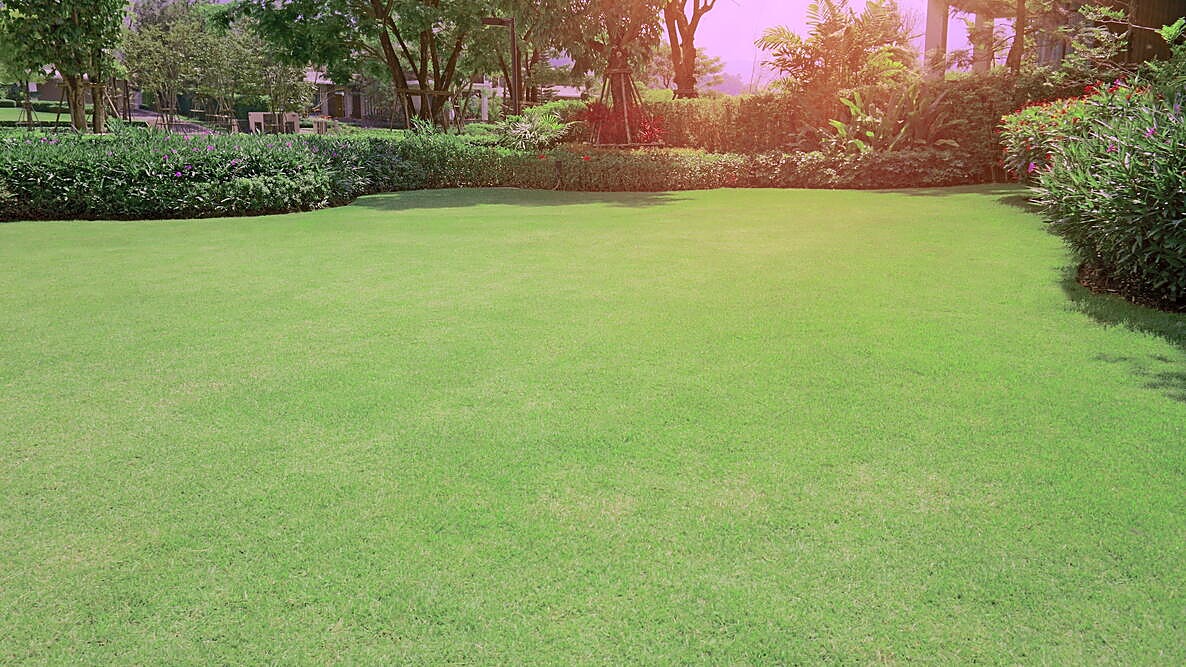 Grass bermuda Humus Real SAC