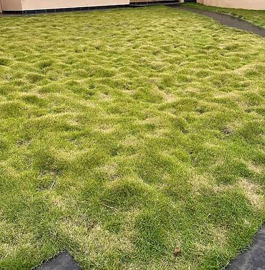 Grass japonés Humus Real SAC