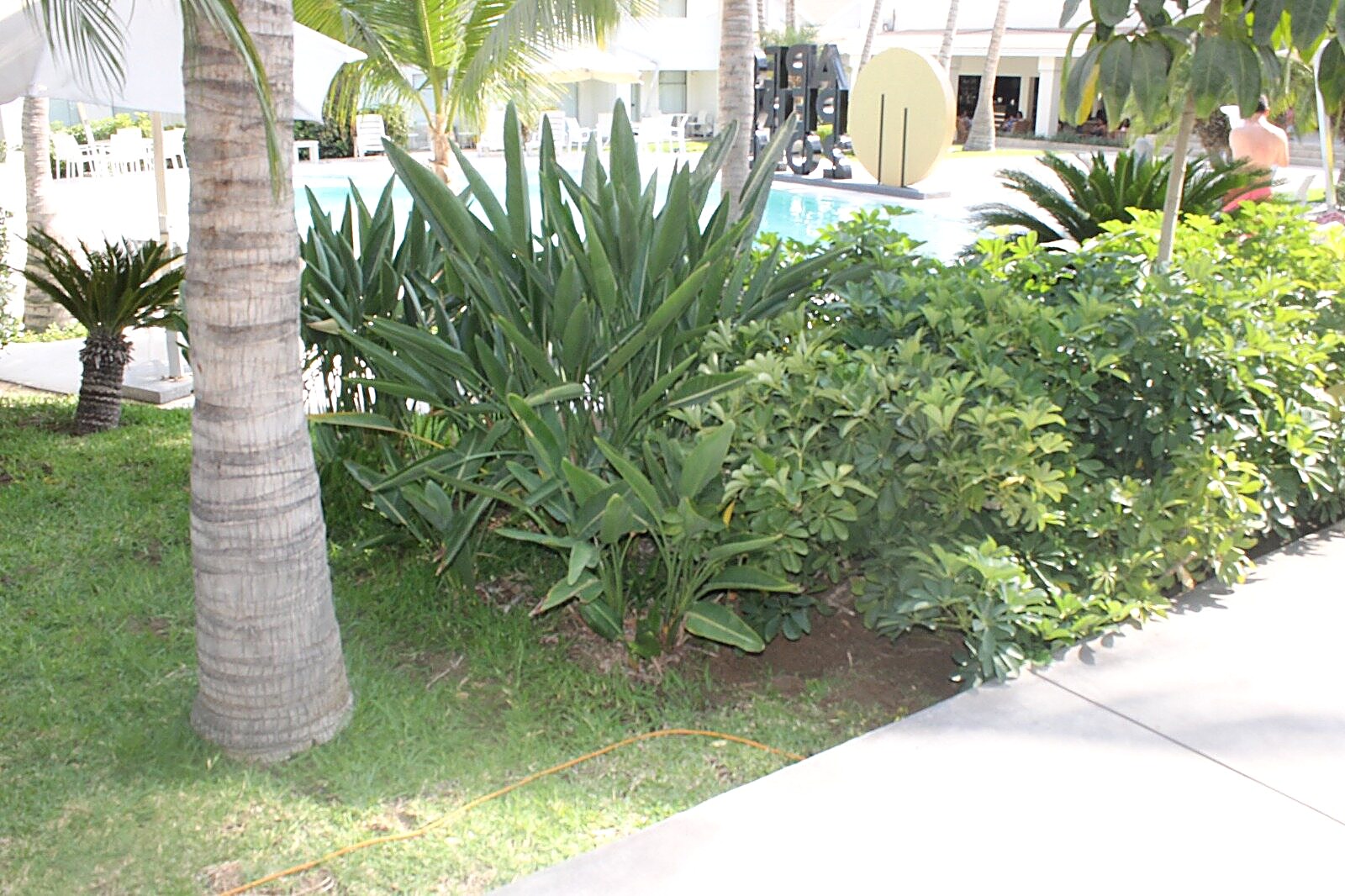 Jardín tropical con variedad de plantas por Humus Real SAC