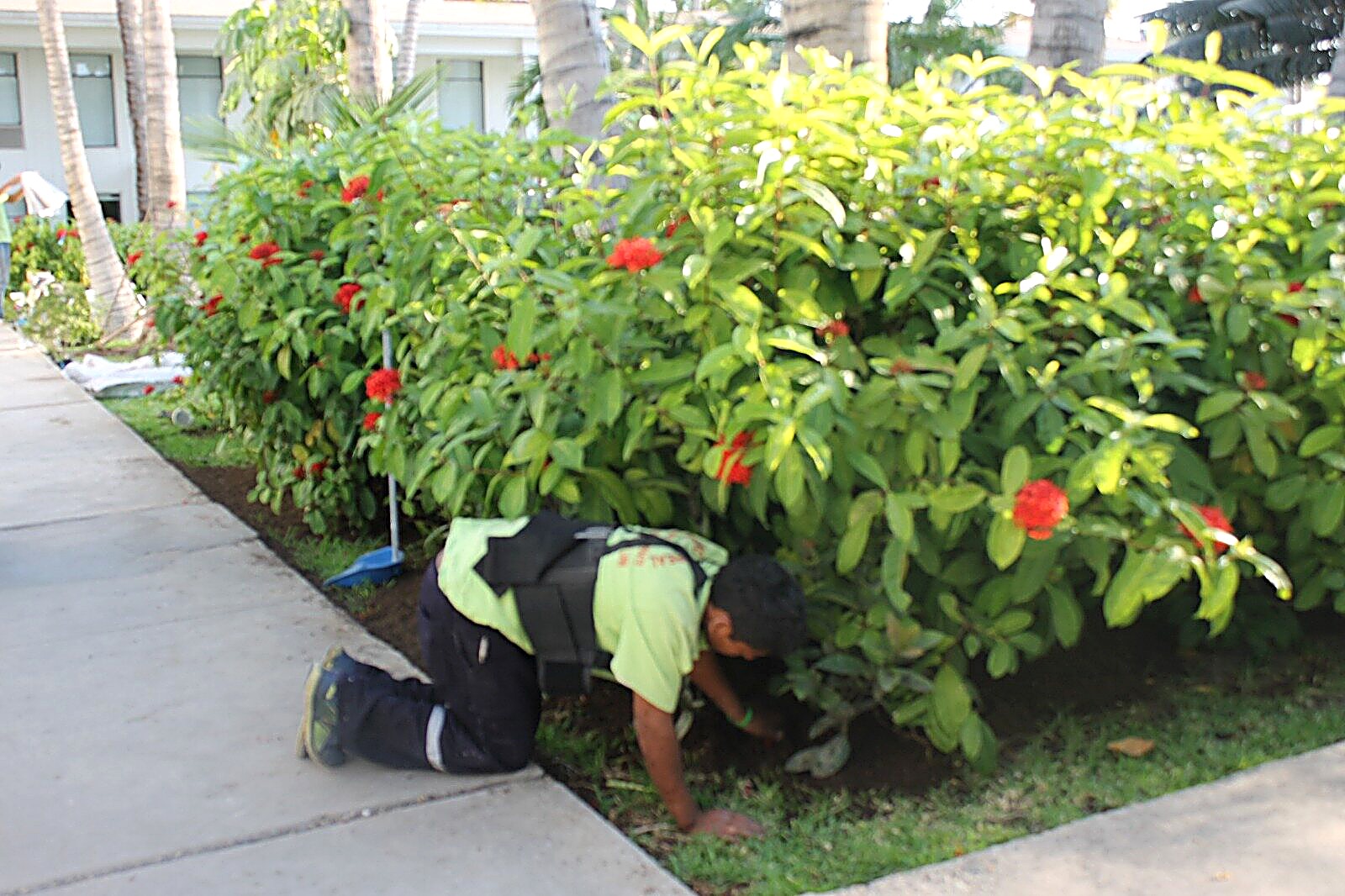 Trabajo profesional de jardinería — proyecto Hotel Casa Andina