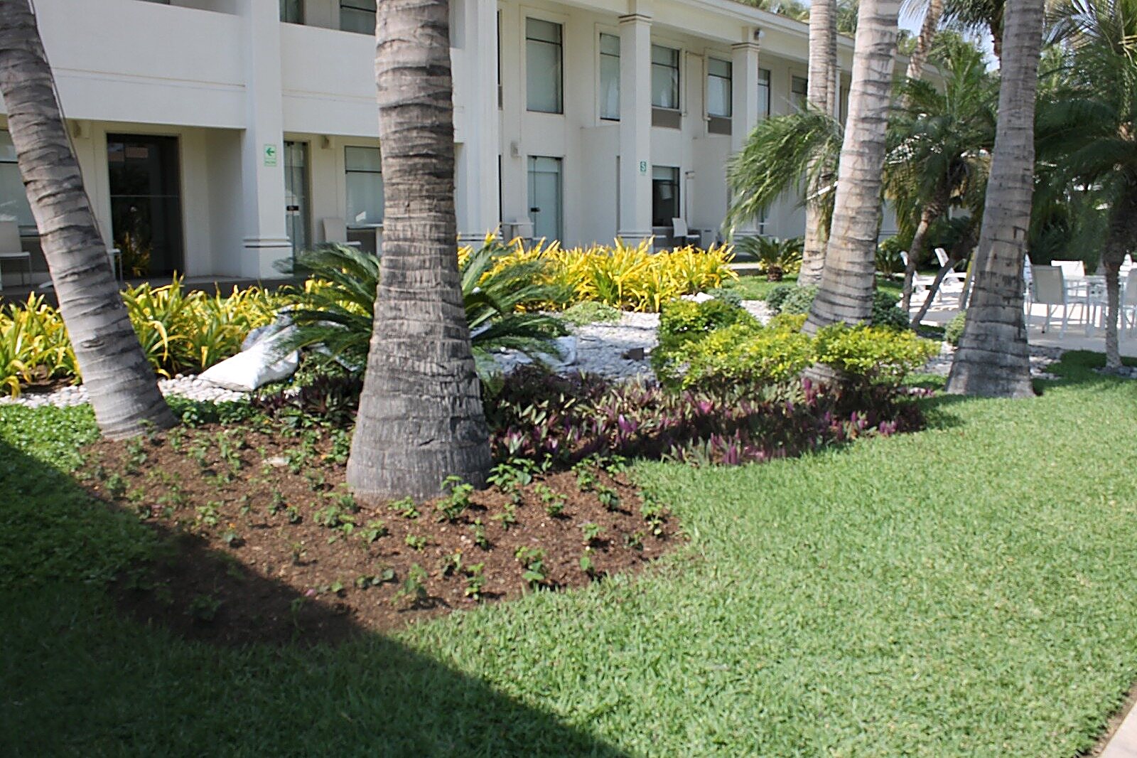 Jardín con palmeras y césped, proyecto de Humus Real SAC