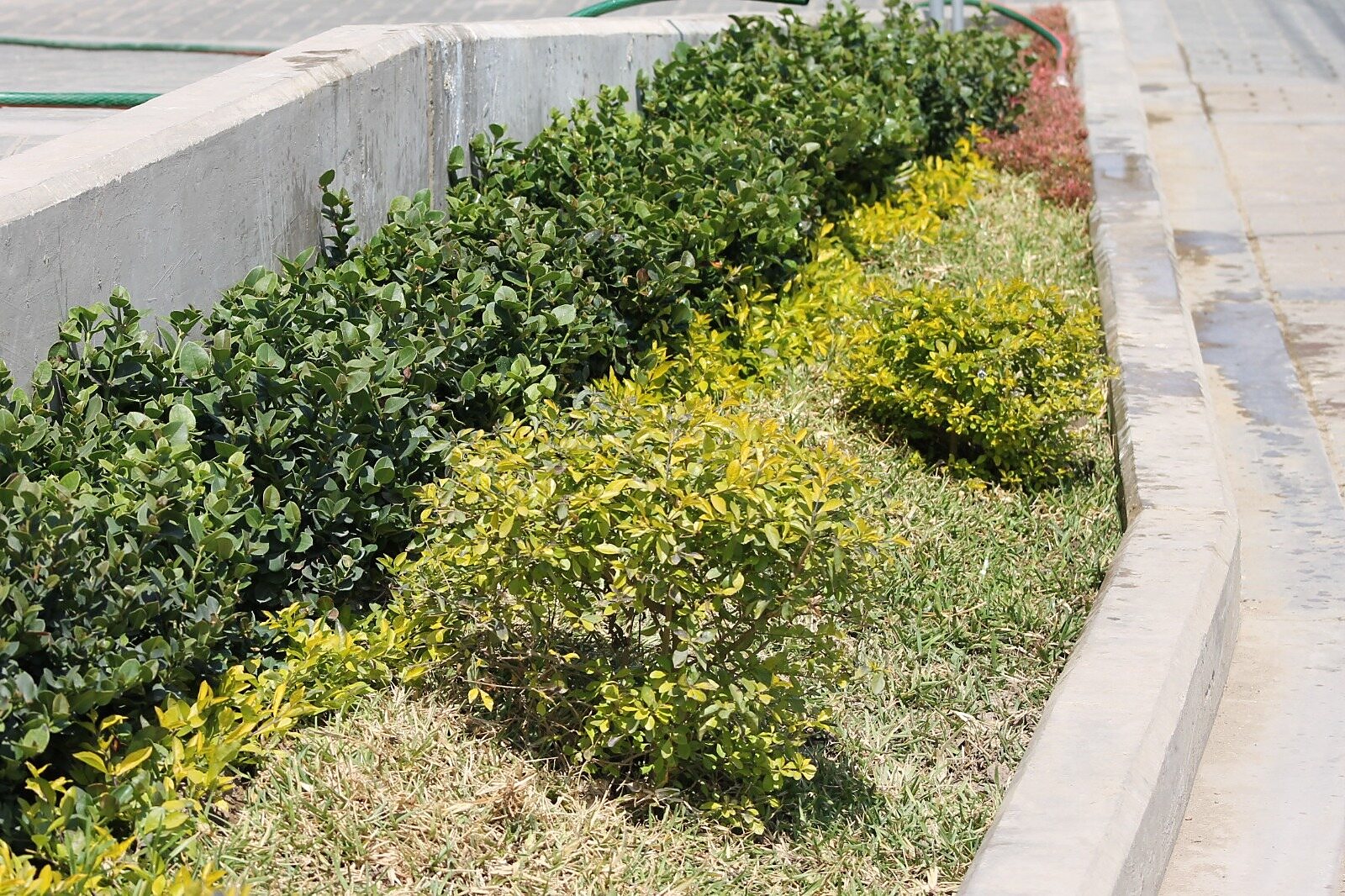 Paisajismo con plantas ornamentales — proyecto Hotel Casa Andina