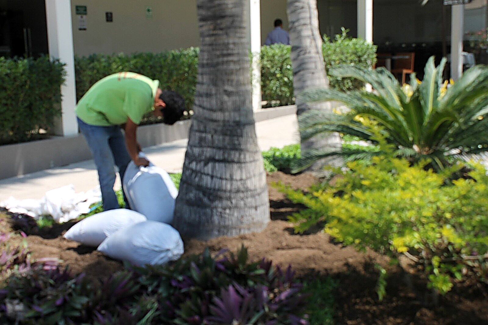 Jardines de ingreso — proyecto Hotel Casa Andina