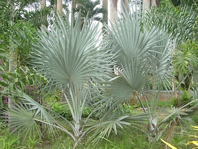 Palmera Bismarck en jardín tropical