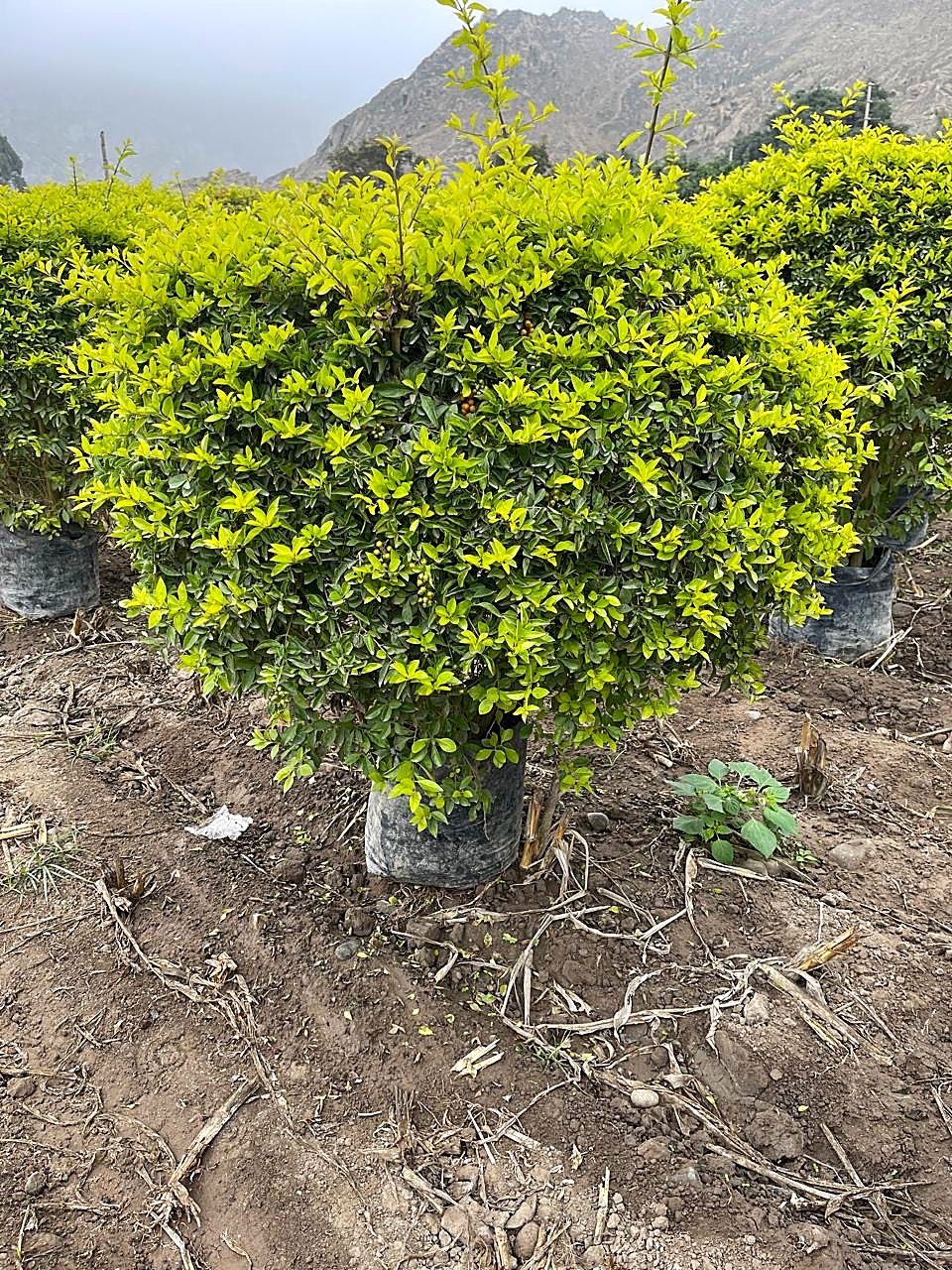 Arbusto topiario cultivado en el vivero
