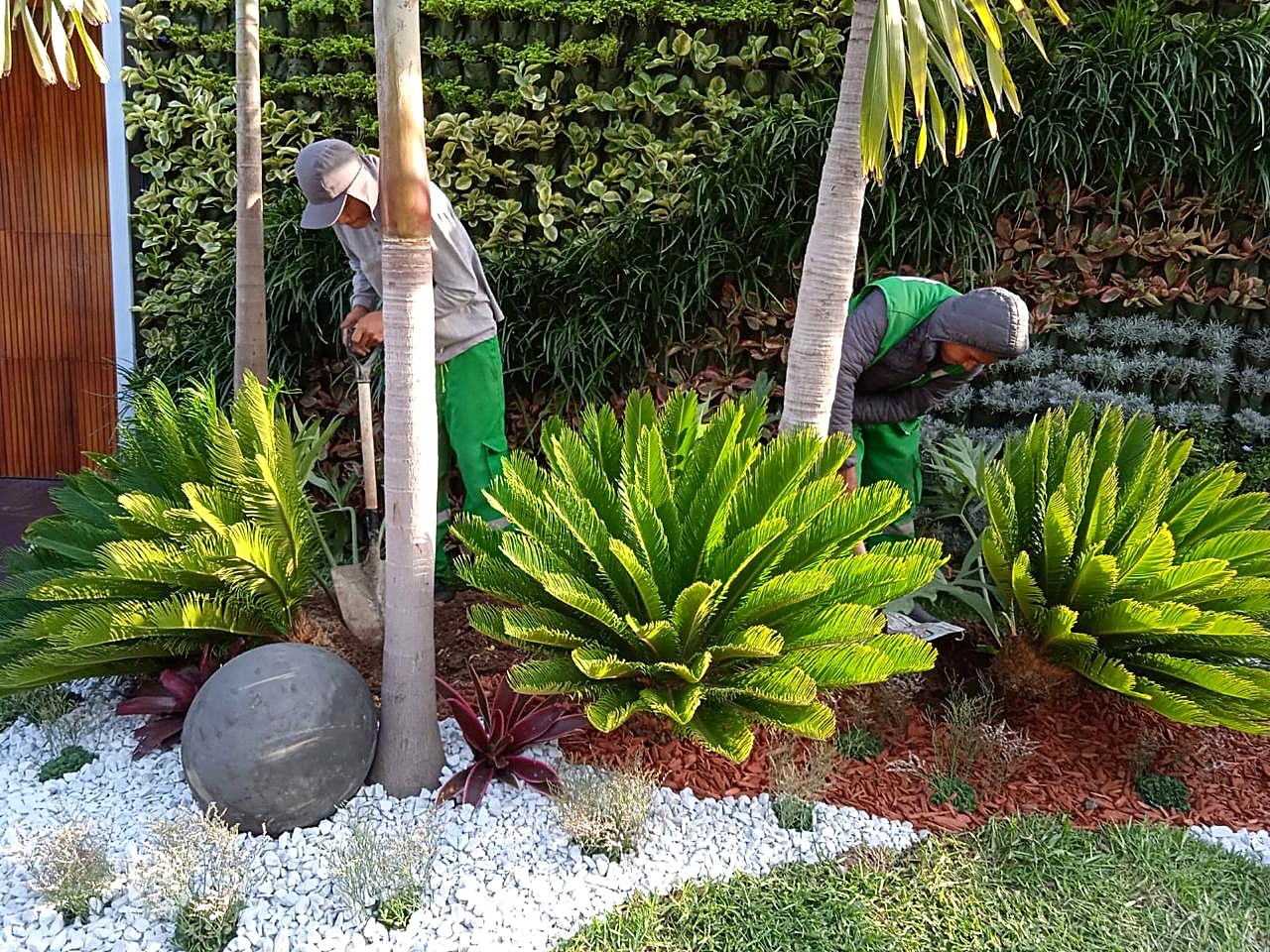 Mantenimiento de cicas junto a muro verde