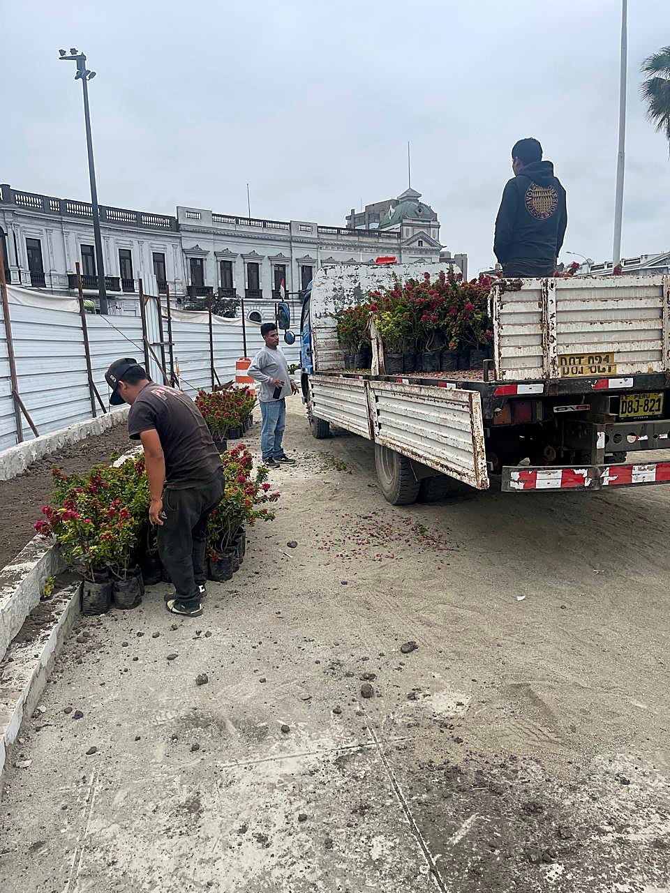 Instalación de buganvillas en espacio público