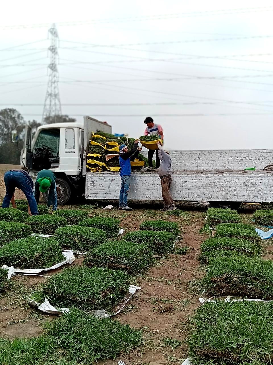 Instalación de grass natural en obra