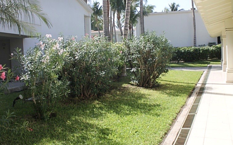 Áreas verdes de hotel con adelfas y palmeras