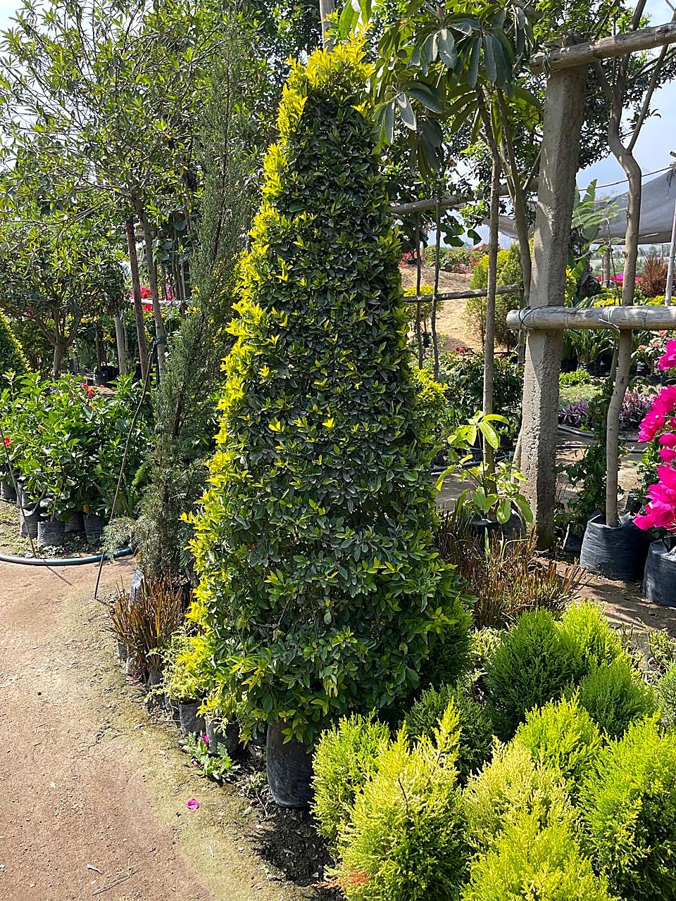 Topiario cónico cultivado en vivero