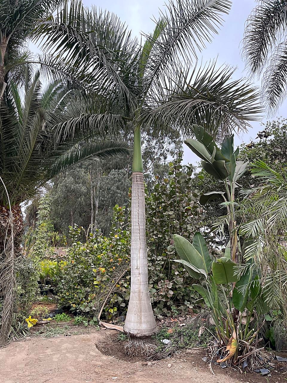 Palmera de gran altura en vivero